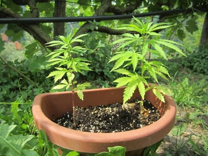 Coltivare cannabis a casa  non &egrave; reato, la storica sentenza della Cassazione
