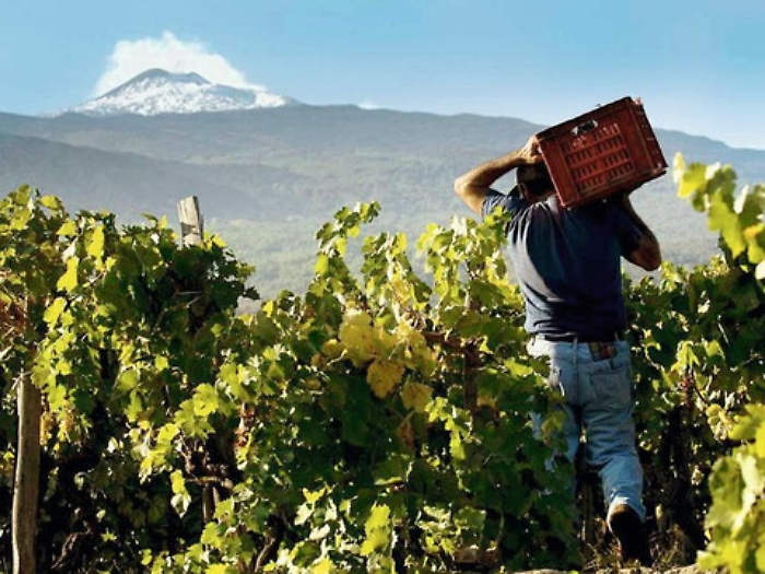Etna mania: tutto il mondo guarda il vino del vulcano
