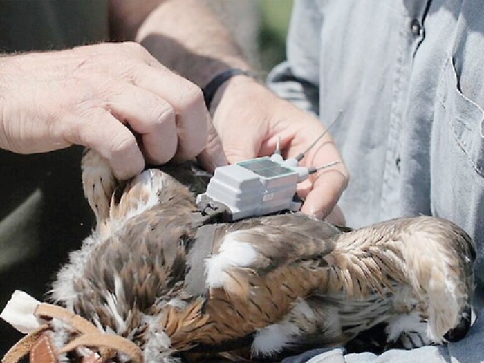 Otto aquilotti con il Gps 