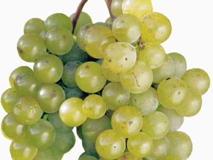 Il Grillo si prende la rivincita. Piccoli vignaioli sfidano i grandi