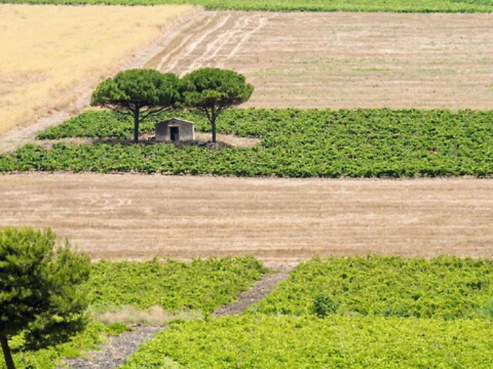 Vendemmia da ottima annata con raccolta anticipata in tutta l&rsquo;Isola