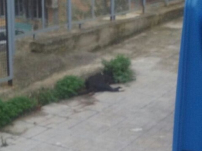 Pitbull seminano il terrore fra la gente di Villaseta