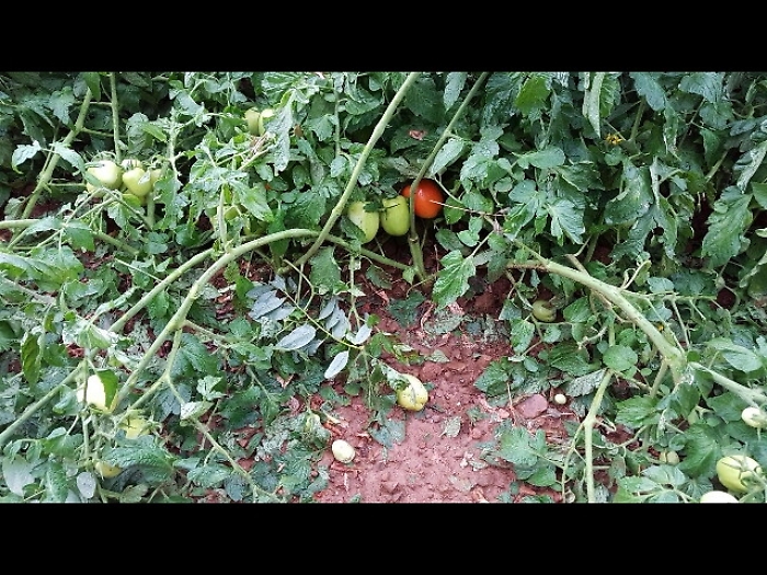 Dalla Regione s&igrave; allo  stato di calamit&agrave; per la siccit&agrave; della scorsa estate