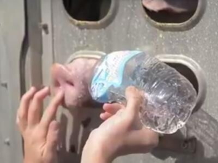 Animali: Italia e 12 Stati Ue denunciati a Commissione per violazioni trasporto