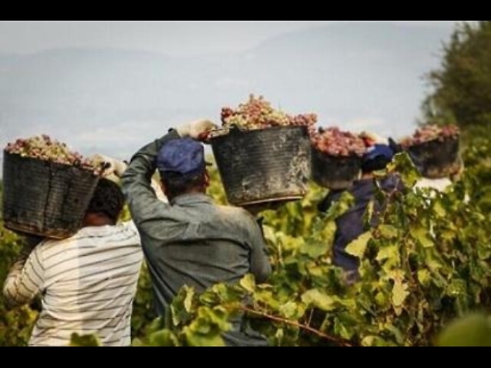 Caporalato:Puglia,arrestato imprenditore