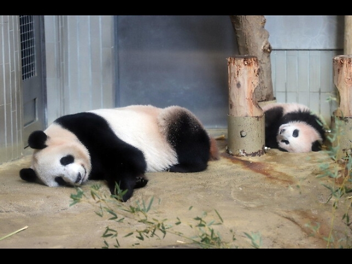 E' panda-mania allo zoo di Tokyo