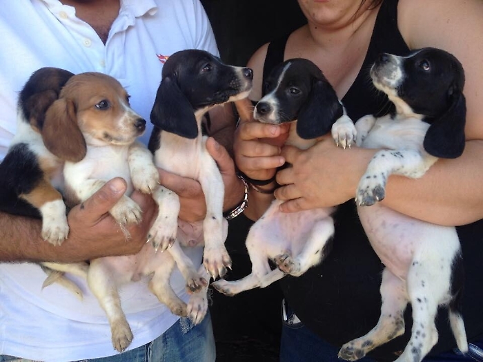 In Sicilia stragi di cani a colpi d'arma da fuoco