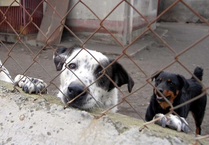 Catania, canile lager, in cinque rinviati a giudizio