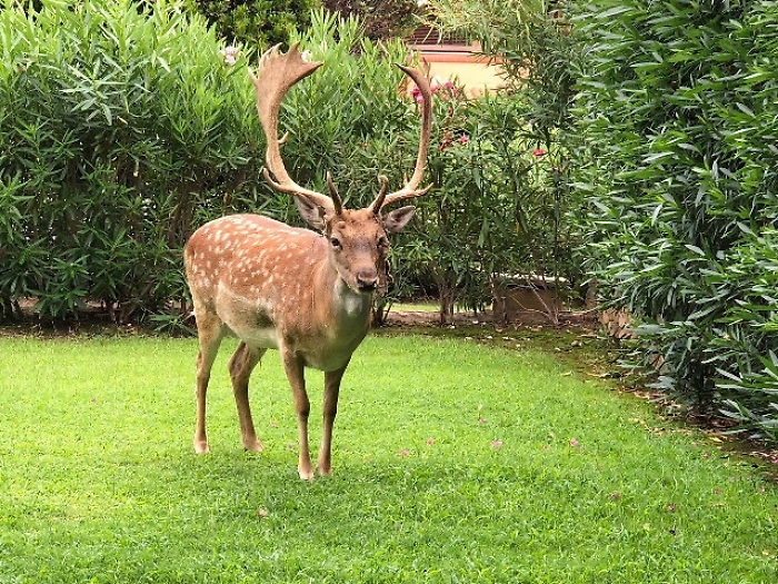 Cervi e daini al golf resort Is Molas