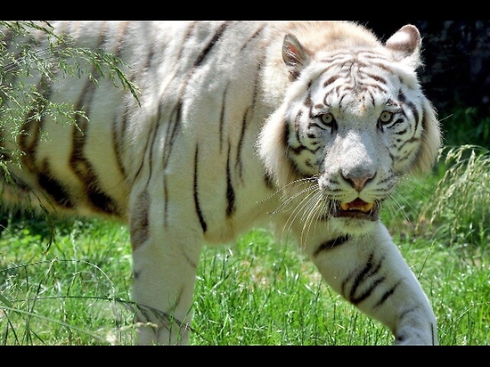 Gb: custode zoo uccisa da una tigre