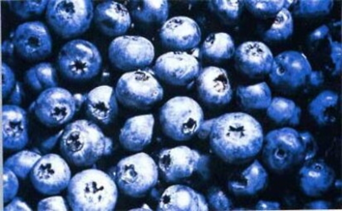 Salute: ombre sul succo di mirtillo contro infezioni urinarie