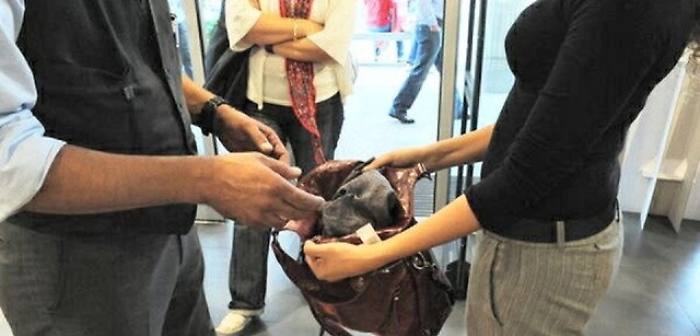 Escono dalla scuola e vanno a rubare all'Oviesse