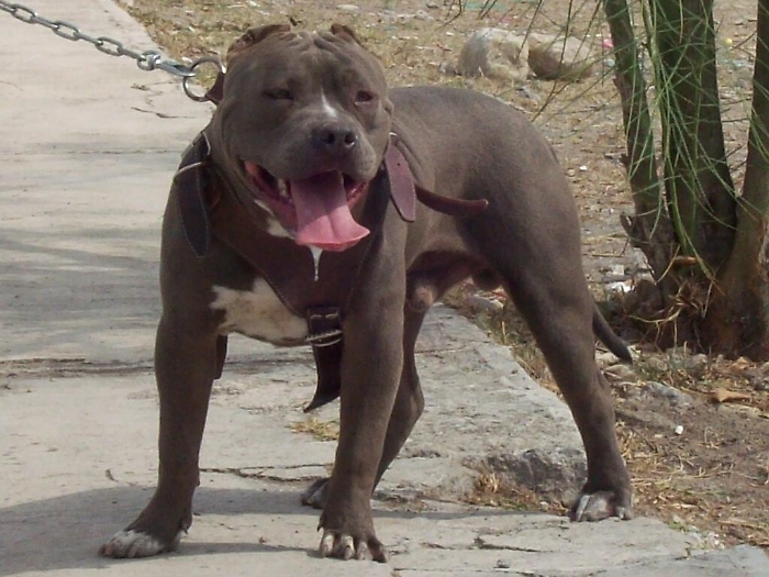 Floridia, un pitbull azzanna al visoun 12enne: il ragazzo va sotto i ferri