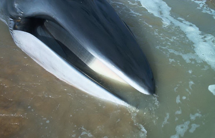Palermo, balenottera spiaggiata lungo il litorale di Aspra