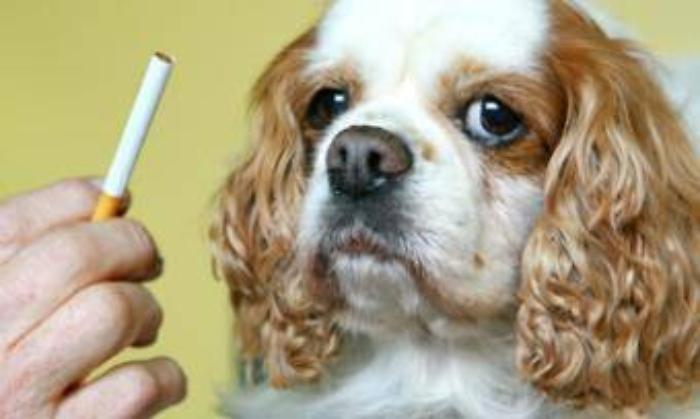 Fumo passivo nocivo anche per gli animali domestici