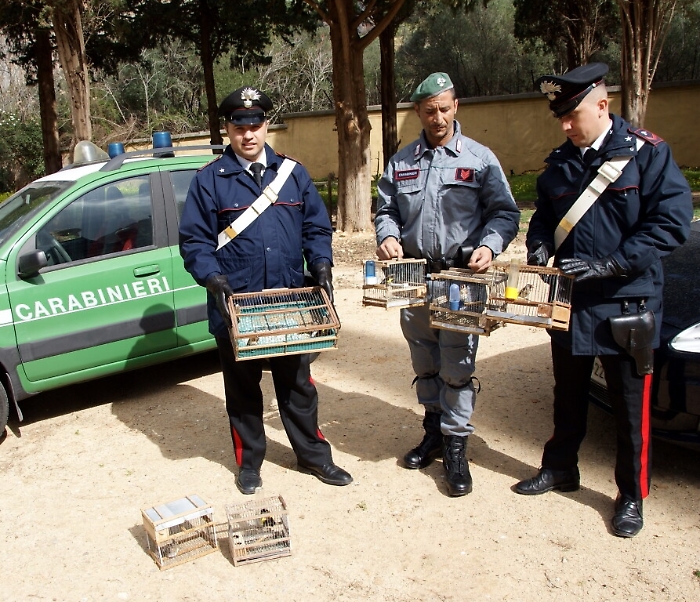 Palermo, blitz dei carabinieri al Ballar&ograve;, sequestrati e liberati 20 cardellini
