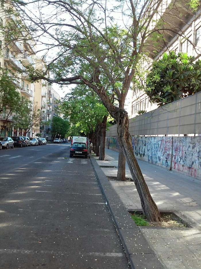 Alberi pericolanti e tombini spronfondati: quanti pericoli in via Filzi a Catania