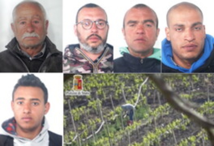 Piantagione di marijuana tra i filari di un vigneto a Mazzarino