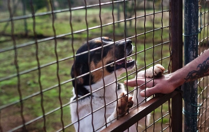 Rifugio per 300 cani sorger&agrave; a Palermo