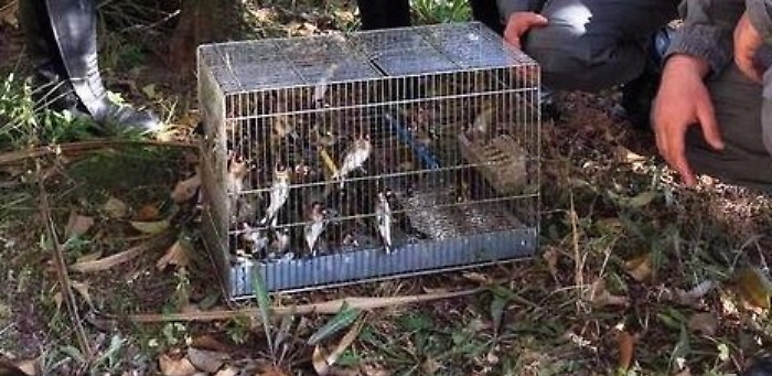 Commercio di uccellini di specie protetta a Ballar&ograve;: un denunciato