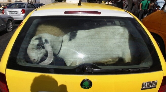 Catania, fermati tre uomini e una capra: scoperta fattoria abusiva