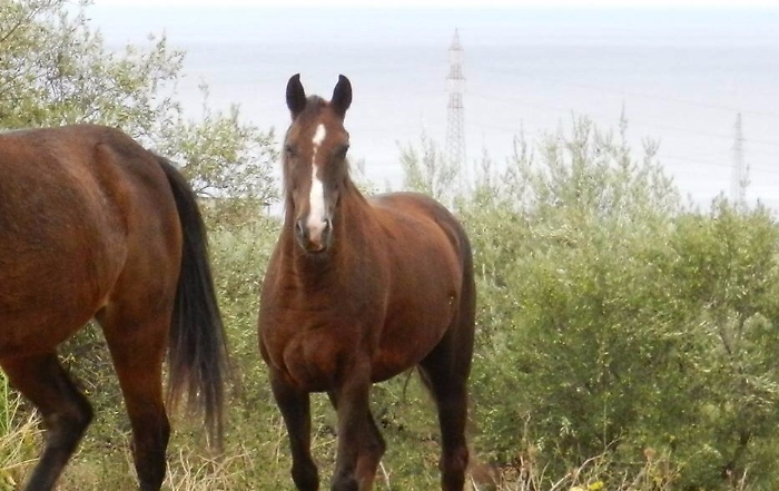 "Aiutatemi a ritrovare Maia", cavallo mezzo sangue scomparso dai campi ad Altavilla Milicia