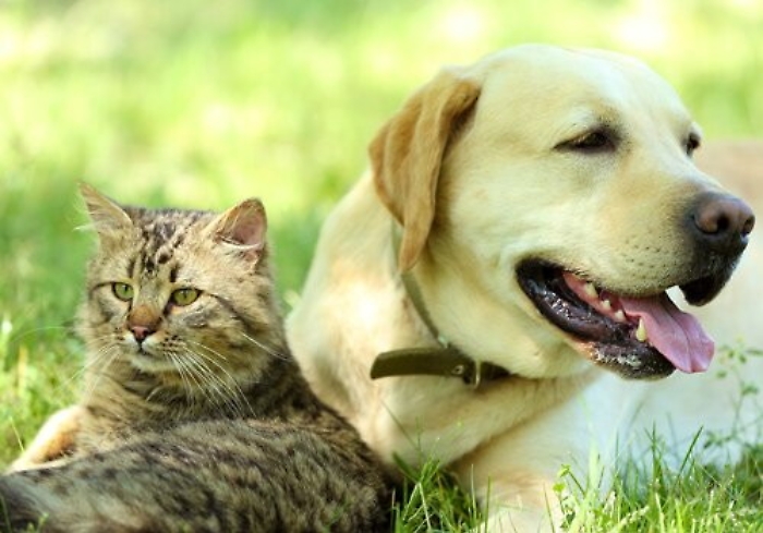 Vacanze di Pasqua in agriturismo per famiglie con cani e gatti