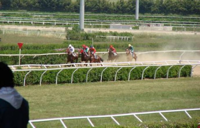 Cavalli ippodromo Palermo " con acqua e luce razionate": animalisti lanciano allarme