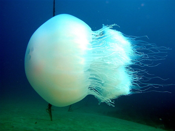 Native e aliene, ecco la mappa delle meduse nei nostri mari