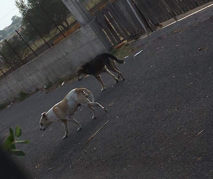 Troppi cani abbandonati in estate: a Vaccarizzo &egrave; emergenza randagi