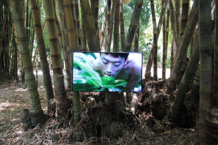 Continua a far discutere la mostra di Palermo coi video di sesso con le piante