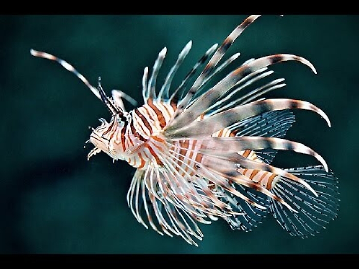 Sicilia occhio, tra pesce scorpionee pesce palla &egrave; allerta dell'Ispra...