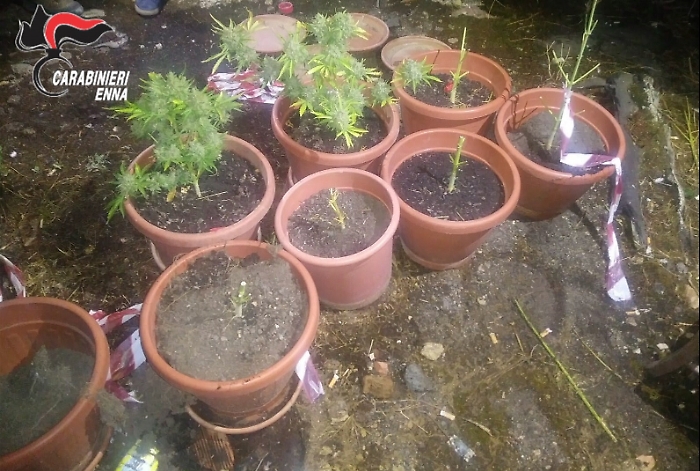 Regalbuto, coltivava droga in un casolare abbandonato