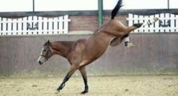 Cavallo scalcia giovane alla gola riducendolo in fin di vita: salvato