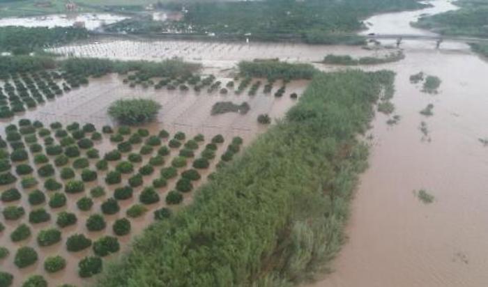 Danni del maltempo alle colture in Sicilia