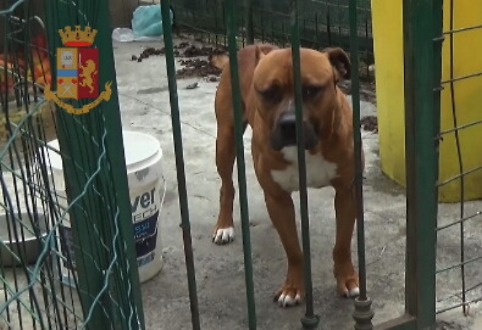 S.G. Galermo, canile abusivo al posto delle aiuole: salvati 11 cani