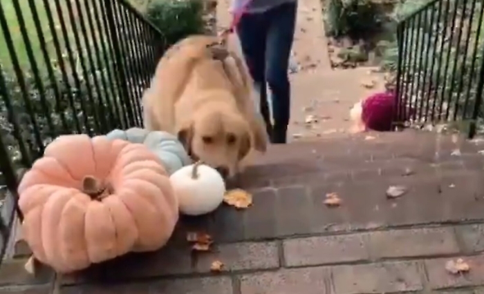 Golden Retriever, due "amici" si incontrano: ed &egrave; festa!