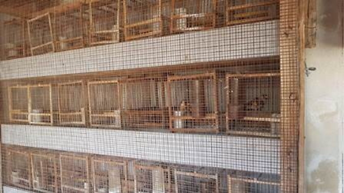 Catania, il Far West nell'Oasi del Simeto, reati ambientali, truffa e animali maltrattati