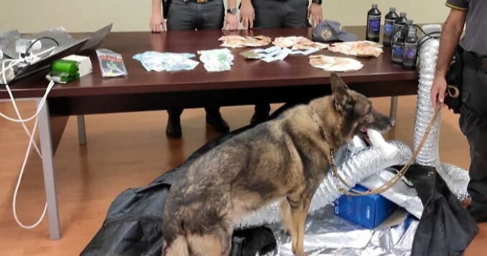 Palermo, bloccato in aeroporto con marijuana e denaro: arrestato