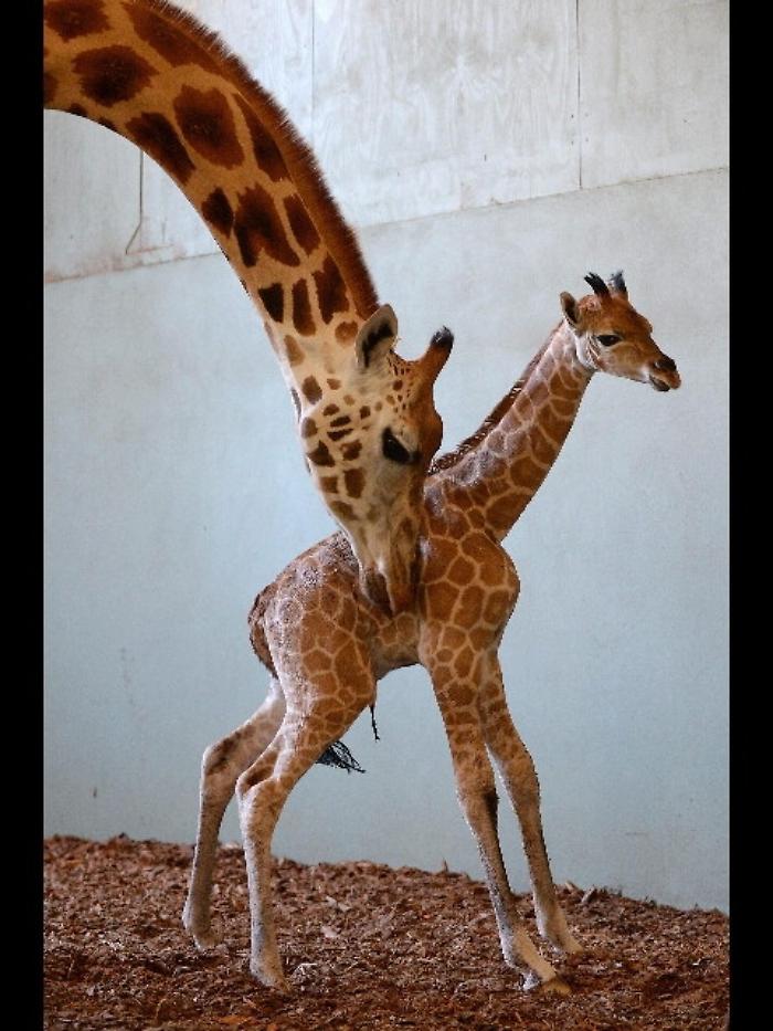 Biologi, giraffe a rischio estinzione