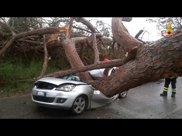 Maltempo: caduti alberi in centro Roma
