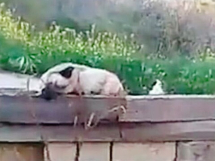 Allarme a Licodia Eubea per le esche avvelenate per cani