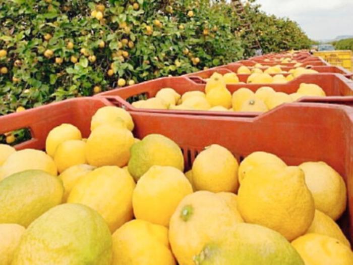 Il limone in Sicilia, una storia lunga mille anni