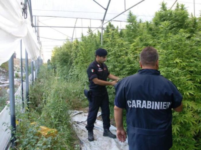 Licata: sequestrata maxipiantagione di marijuana