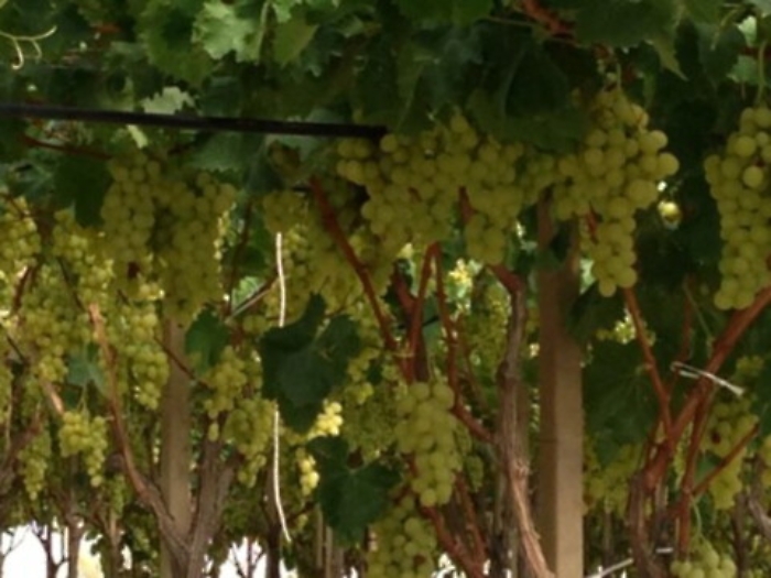 &laquo;No al biometano fra l'uva pregiata&raquo; Rivolta nel Nisseno