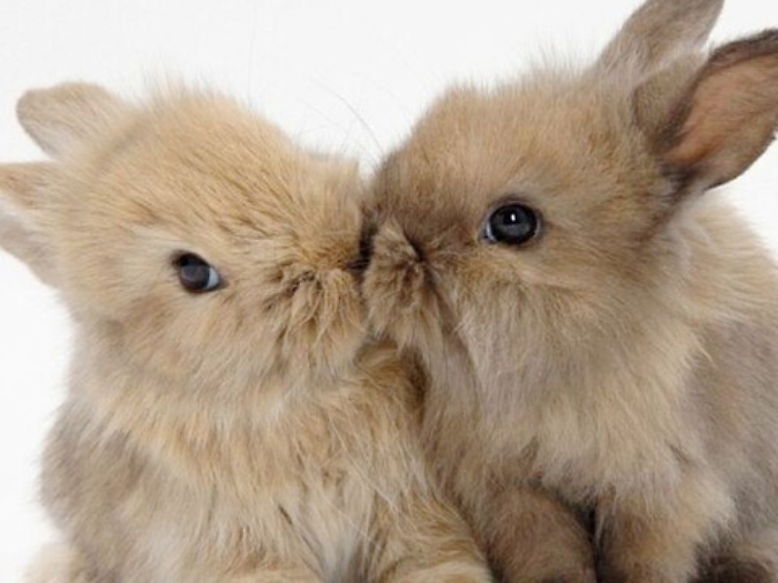 Animali "esotici" senza voce vittime di abusi e abbandoni