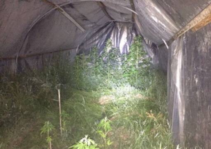 Campobello di Licata, trovata una serra con 3300 piante di marijuana