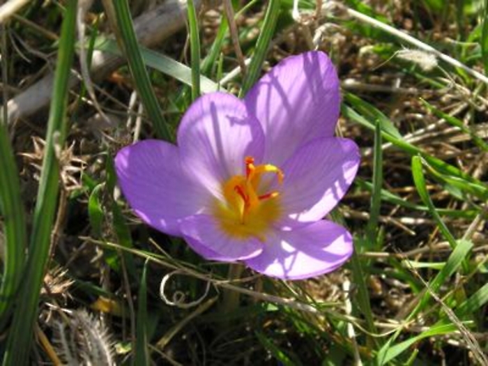 Salute: intossicati da 'falso zafferano', a Modena famiglia in pronto soccorso