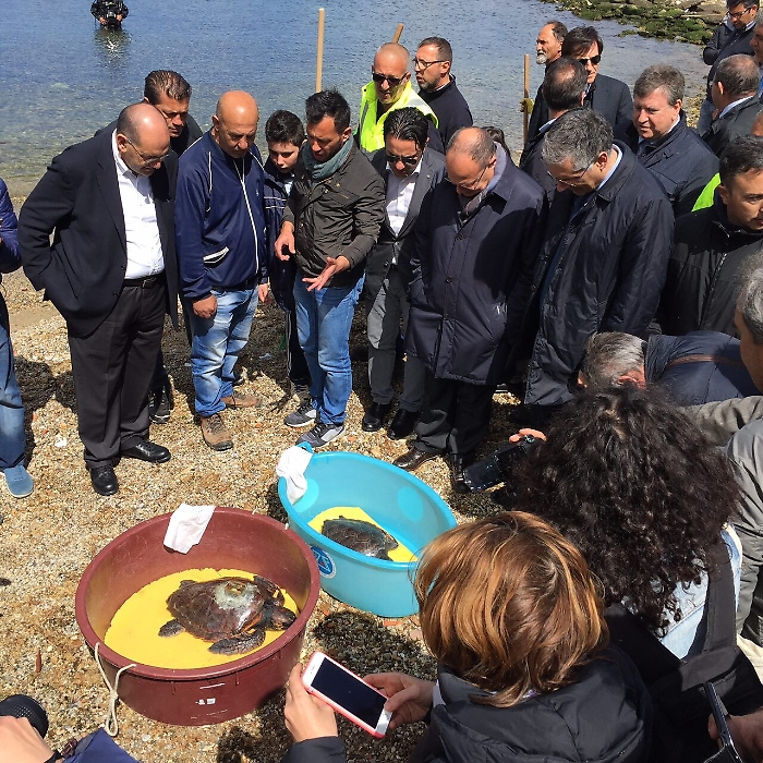 Il Centro tartarughe della sicilia è referente nazionale Liberata Caretta caretta
