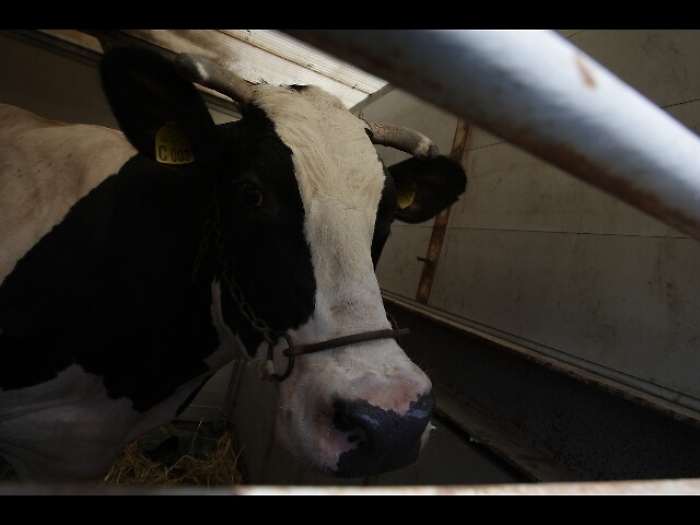 Condanna a Brescia per latte contaminato